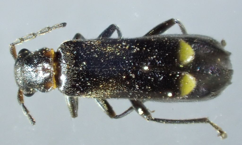 Coleoptera sp